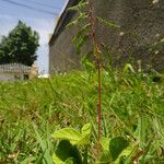 Desmodium incanum Habit