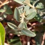 Bonamia spectabilis Blatt