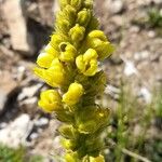 Verbascum thapsus Květ