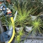 Cyperus haspan Blatt