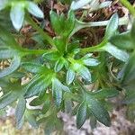 Saxifraga cuneata Folio