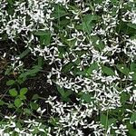 Chamaesyce hypericifolia Хабит