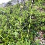 Carex sempervirens Libunga
