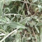 Anthyllis terniflora Leaf