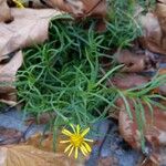 Senecio inaequidens Агульны выгляд