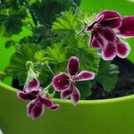 Pelargonium graveolens Цветок