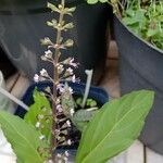 Ocimum carnosum ফুল