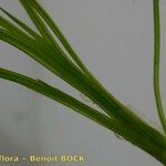 Zannichellia palustris 樹皮