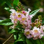 Catalpa speciosa Blüte