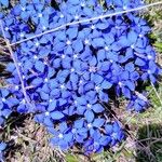 Gentiana brachyphyllaBlomst