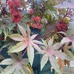 Ricinus communisYaprak