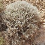 Evolvulus sericeus Yeri