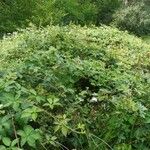 Rubus bertramii Blad