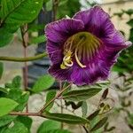 Cobaea scandens പുഷ്പം