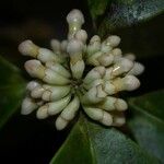 Schlegelia parviflora Fruit