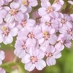 Achillea × roseoalba Kvet