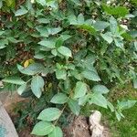 Lonicera fragrantissima Leaf
