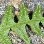 Polypodium californicum Hoja