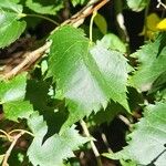 Tilia mongolica 葉