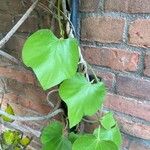 Aristolochia tomentosa Leaf