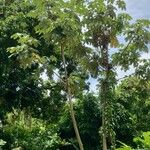 Cecropia schreberiana Hoja