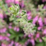 Teucrium chamaedrys Flower