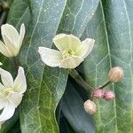 Clematis armandi Flor