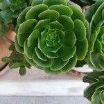 Aeonium castello-paivae Blomst