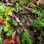 Sedum sarmentosum Habitat