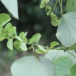 Cissampelos pareira Leaf