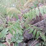 Rhus glabra Fuelha