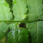 Dryopteris pentheri Blatt