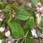 Deutzia compacta Leaf