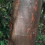 Bursera simaruba പുറംതൊലി