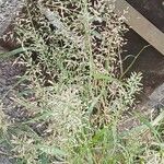 Eragrostis minor Συνήθη χαρακτηριστικά