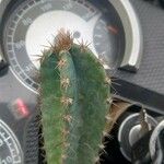 Cereus jamacaru Květ