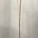 Helictochloa versicolor Folha