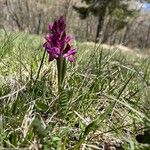 Dactylorhiza sambucina Kwiat