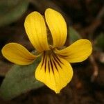 Viola bakeri Blomma