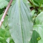 Tinantia erecta Blatt