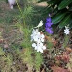 Nigella arvensis Blüte