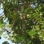 Acacia muricata