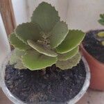 Kalanchoe millotii Leaf