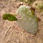 Opuntia ficus-indicaBark