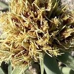 Cyperus capitatus Blüte