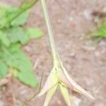 Nicotiana longiflora Květ