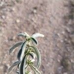 Mercurialis tomentosa Leaf