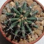 Ferocactus latispinus Blad