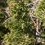 Juniperus phoenicea Blad