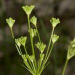 Seseli peucedanoides Otro